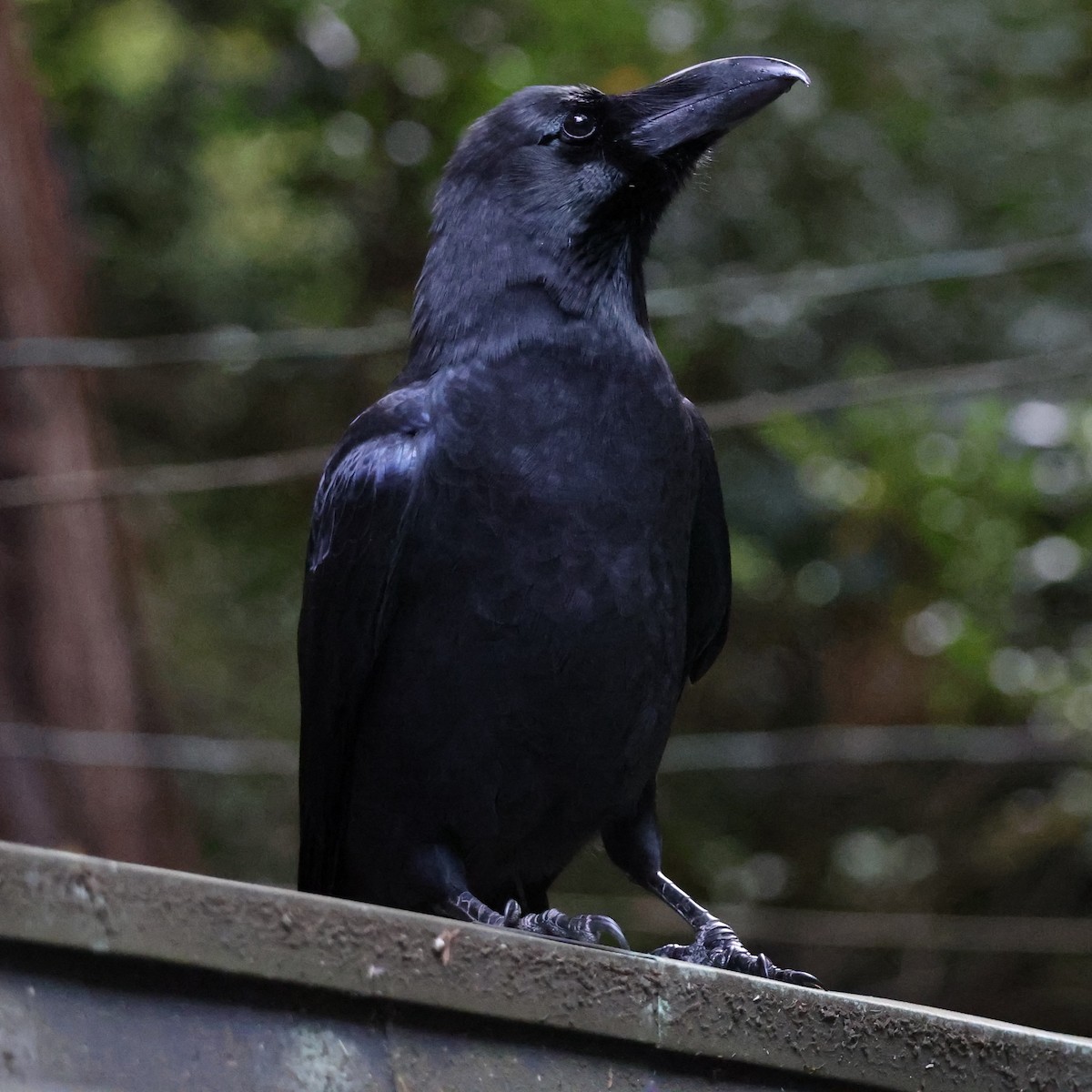 Large-billed Crow - ML646770757