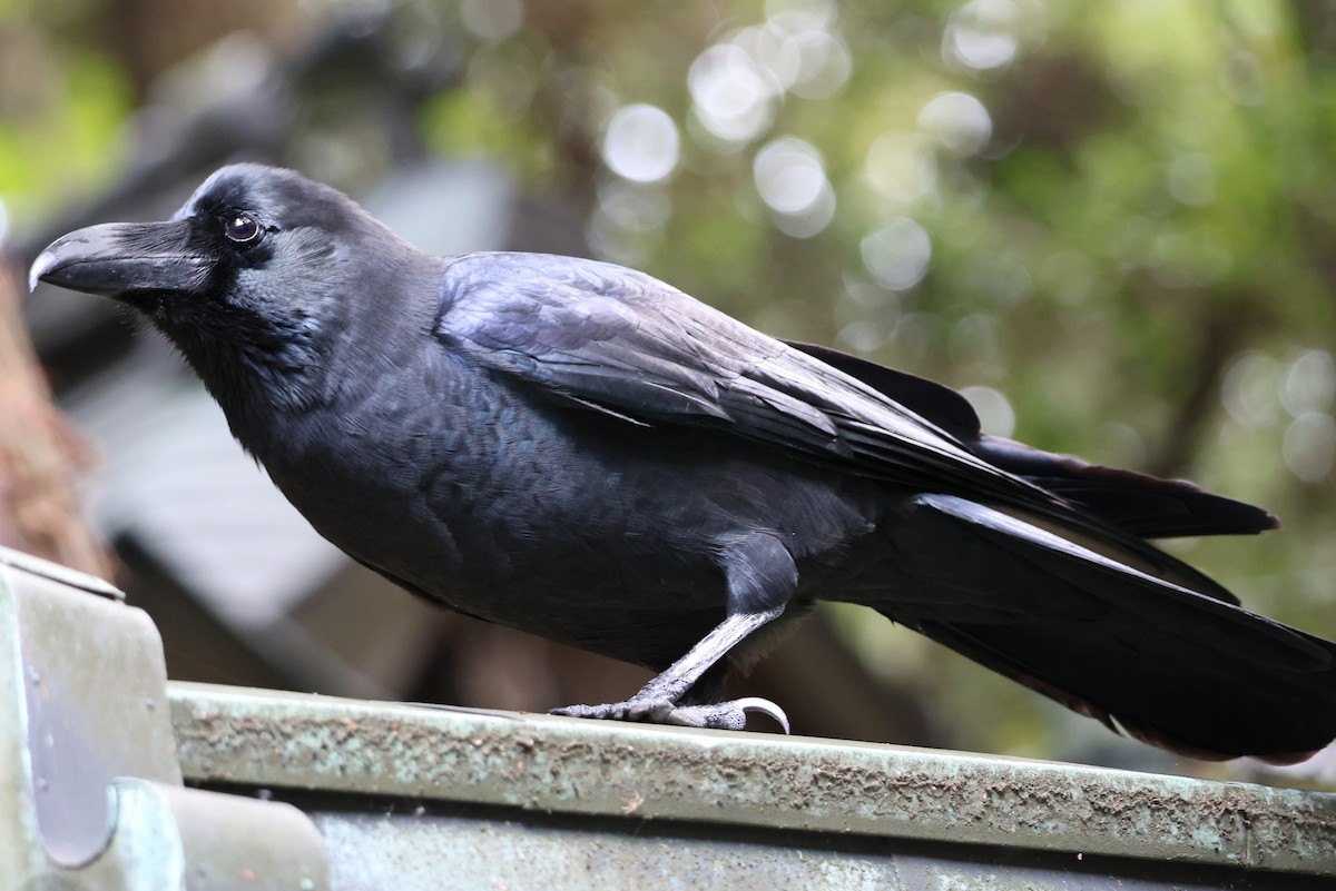 Large-billed Crow - ML646770758