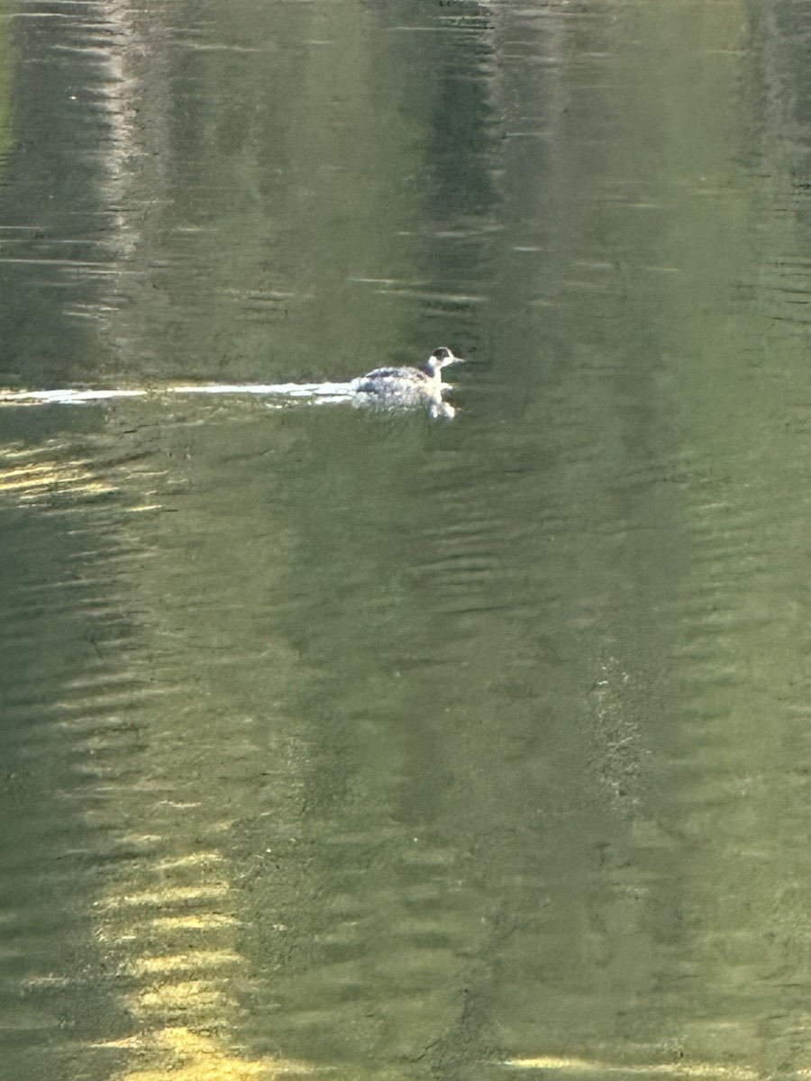 Grèbe à cou noir - ML646770760