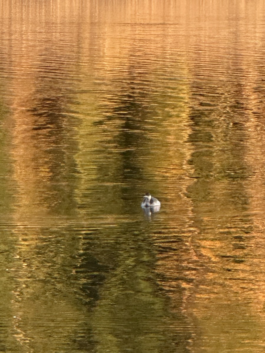 Grèbe à cou noir - ML646770761