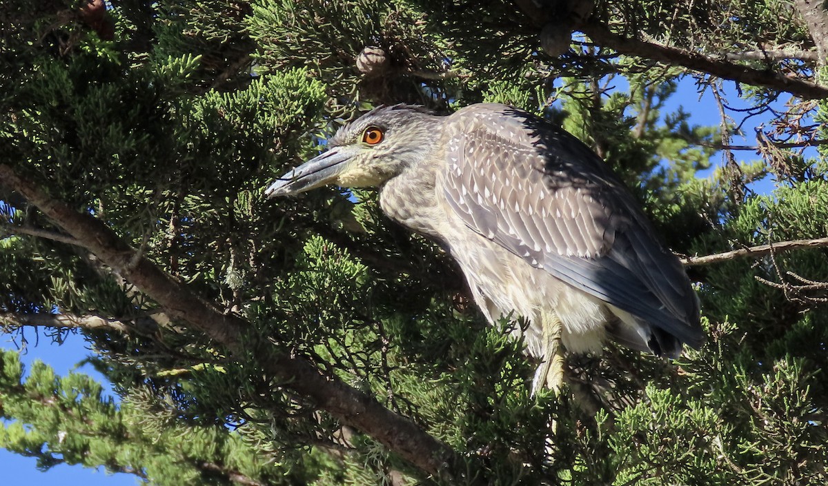 kvakoš žlutočelý - ML646770762