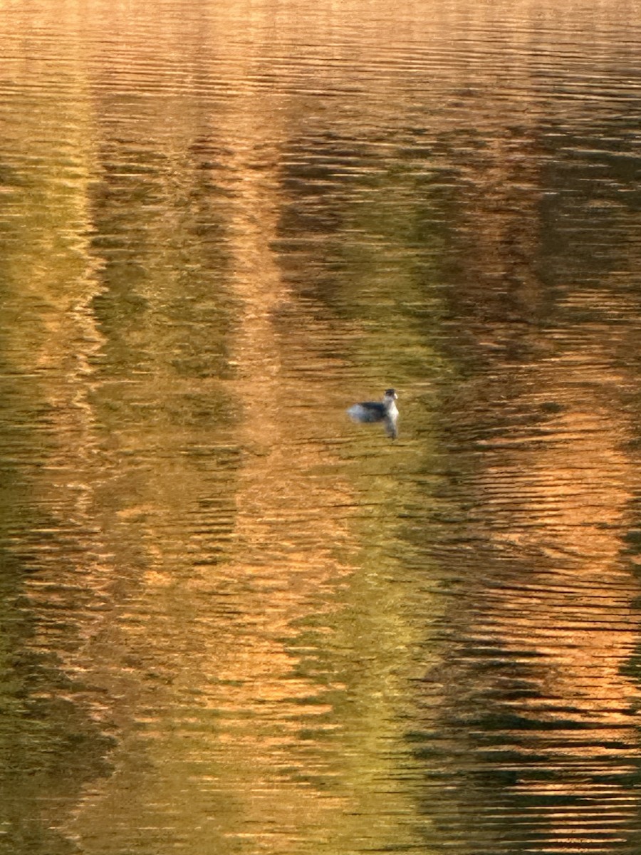 Grèbe à cou noir - ML646770763