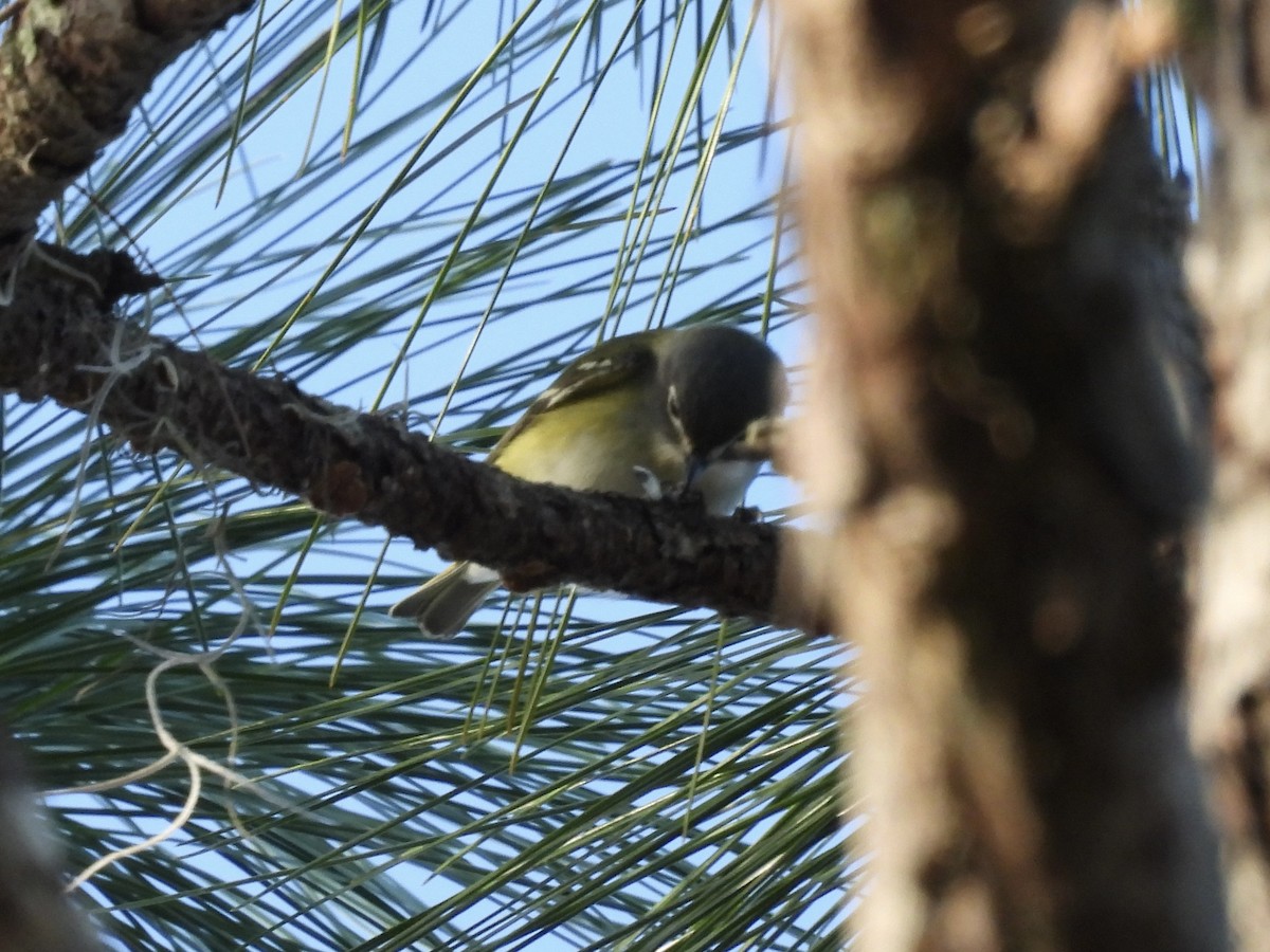 Blue-headed Vireo - ML646770764