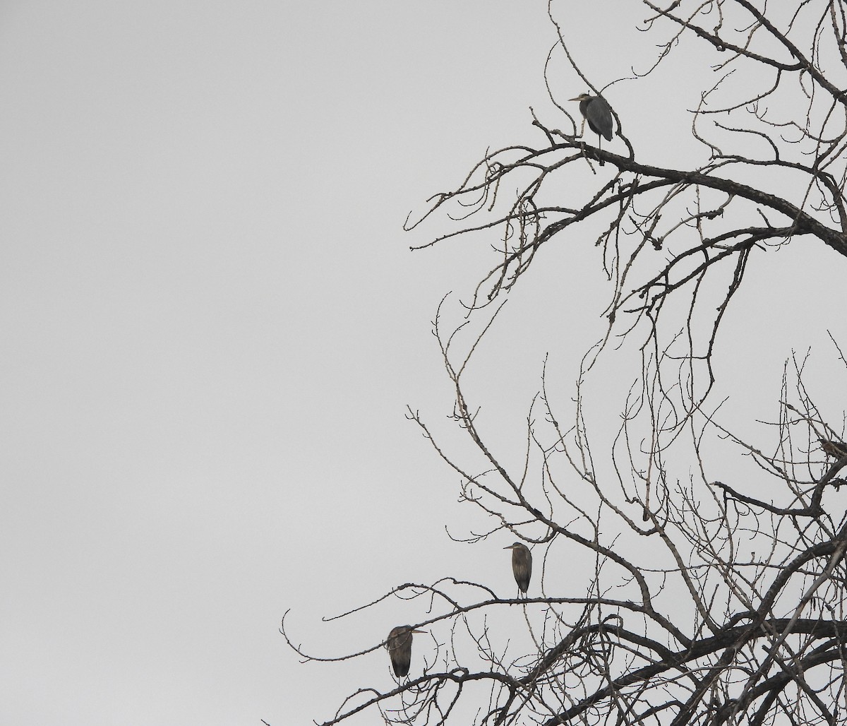 Great Blue Heron - ML646770765