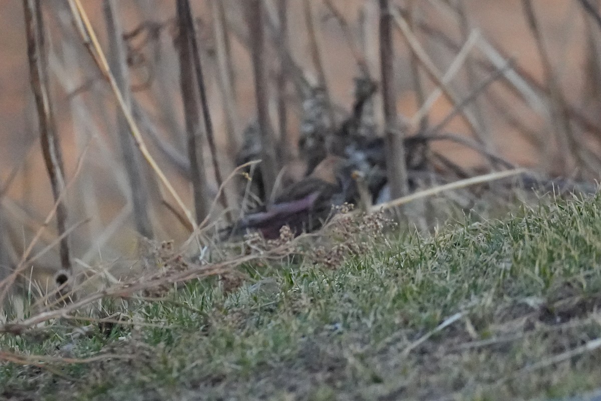 Asian Rosy-Finch - ML646770766