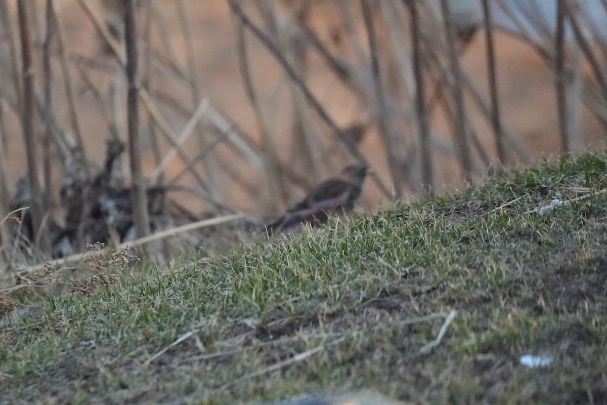 Asian Rosy-Finch - ML646770767