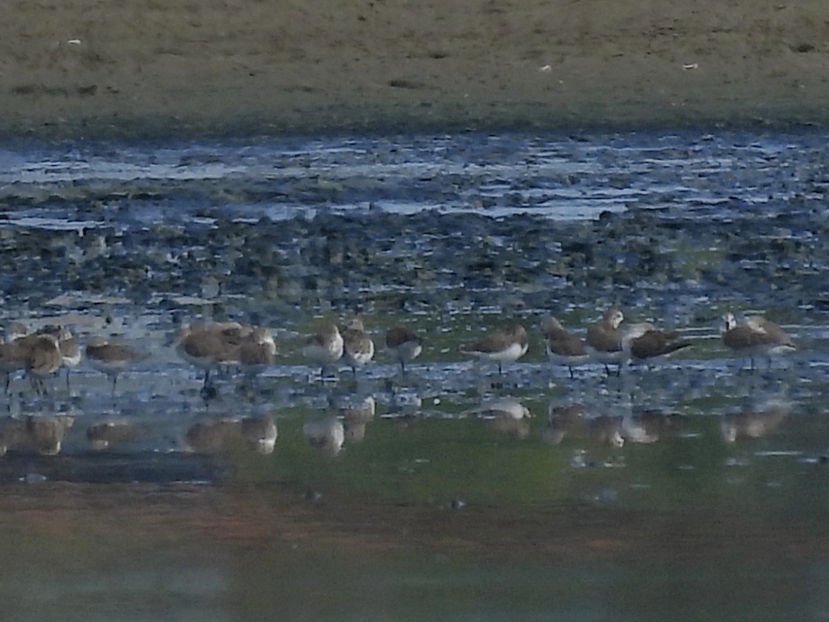 Western Sandpiper - ML646770769