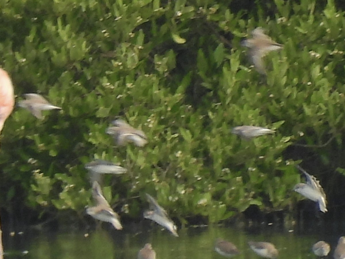 Western Sandpiper - ML646770770