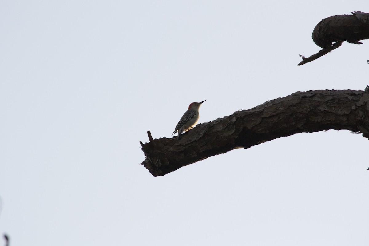 Red-bellied Woodpecker - ML646770771