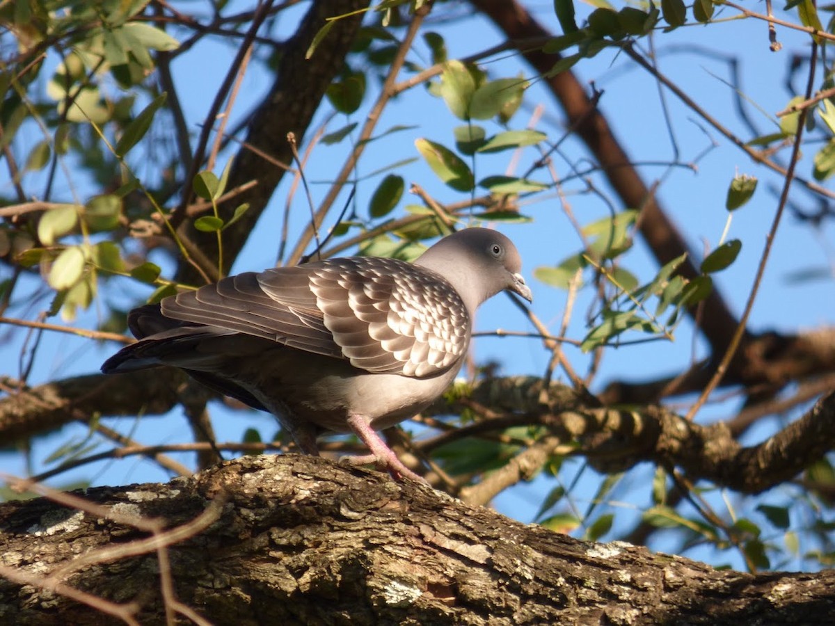 Spot-winged Pigeon - ML646770775