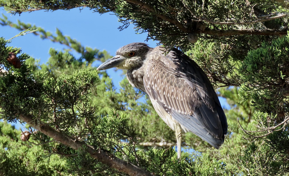 kvakoš žlutočelý - ML646770777