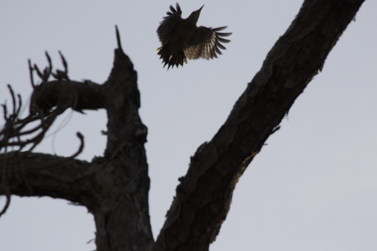 Red-bellied Woodpecker - ML646770778