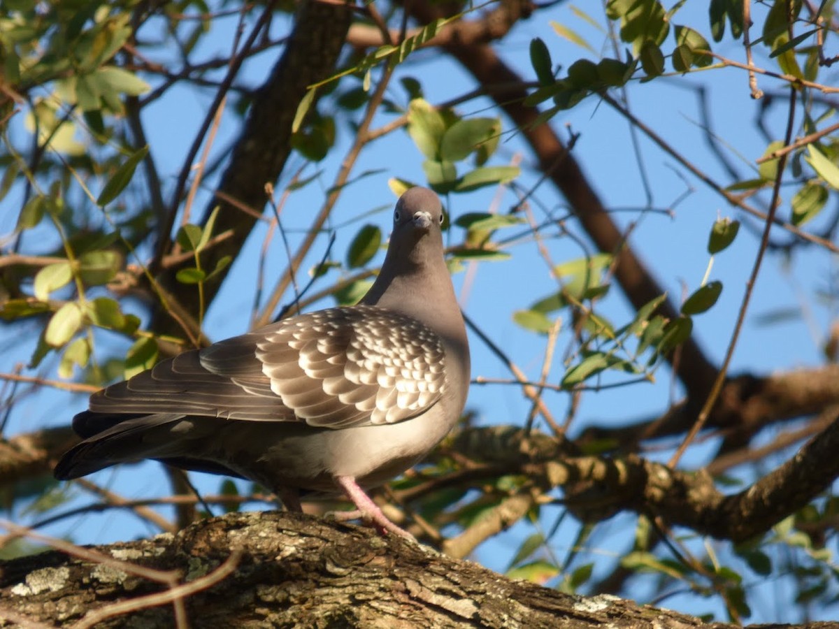 Spot-winged Pigeon - ML646770779