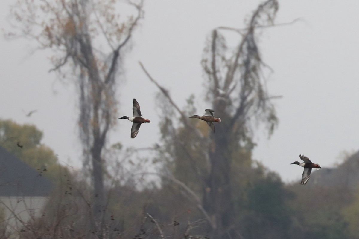 skjeand - ML646770780