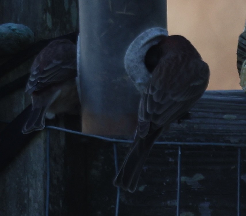 Camachuelo Mexicano - ML646770781