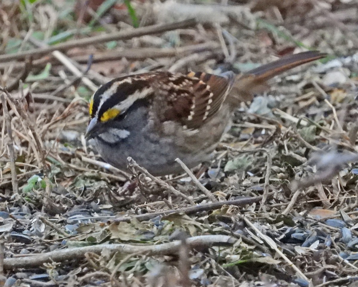 White-throated Sparrow - ML646770783