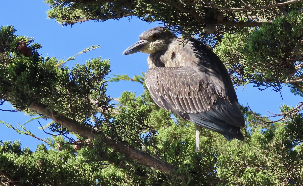 kvakoš žlutočelý - ML646770787