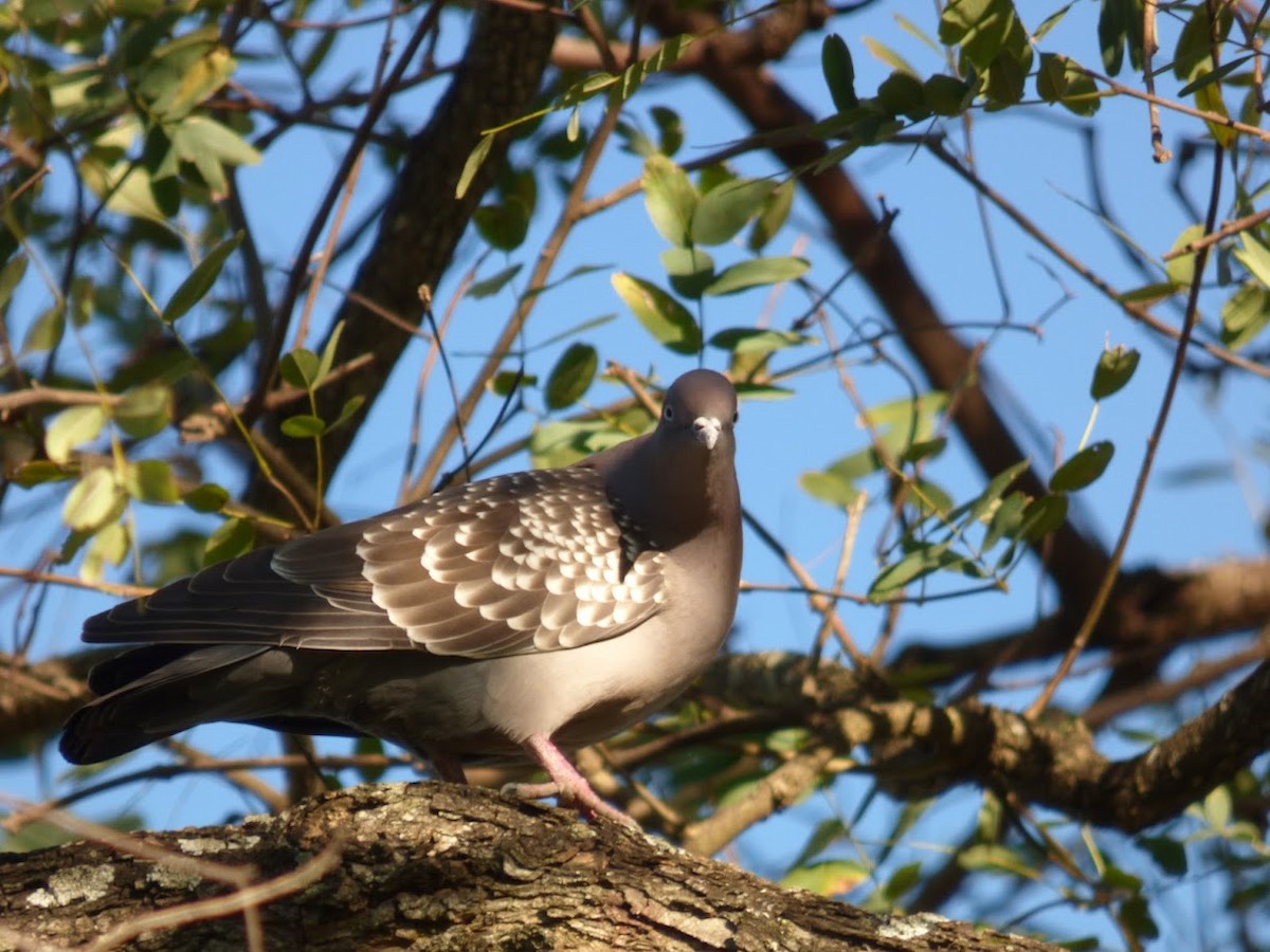 Spot-winged Pigeon - ML646770789