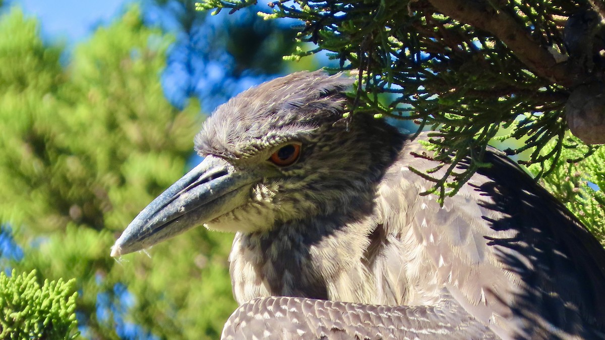 kvakoš žlutočelý - ML646770790