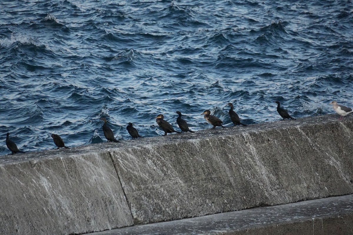 Японский баклан - ML646770791