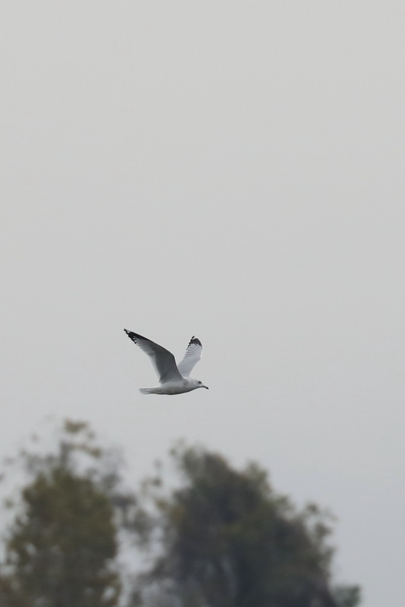 ringnebbmåke - ML646770792