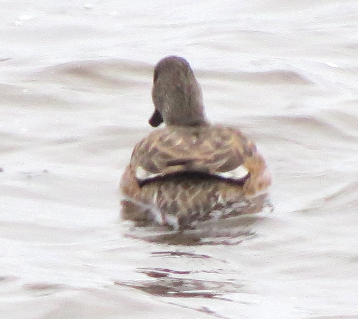 Fischione americano - ML646770797