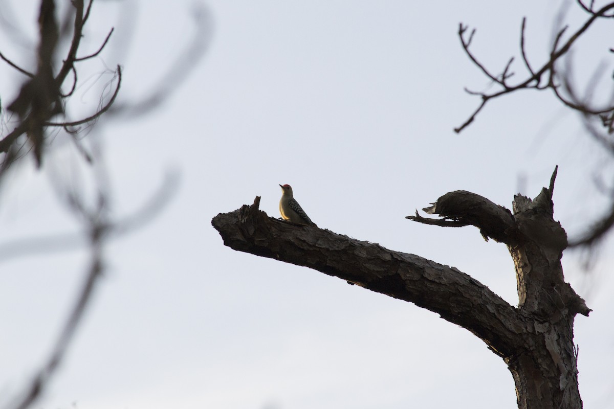 Red-bellied Woodpecker - ML646770798