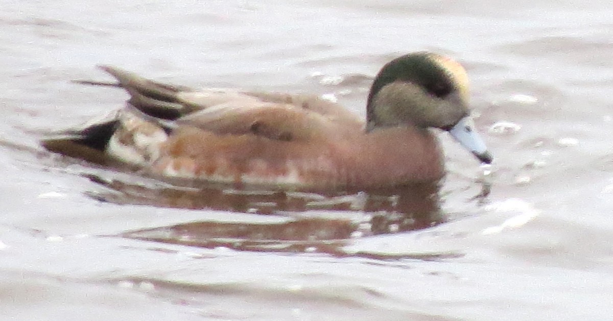 Fischione americano - ML646770799