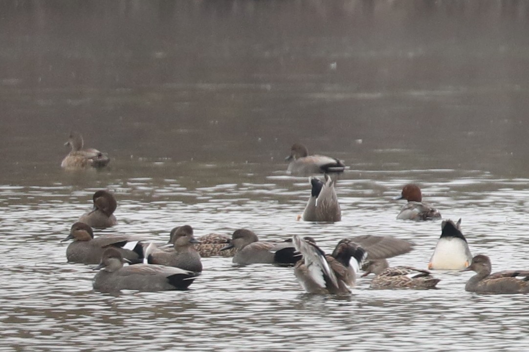 kobberhodeand - ML646770800