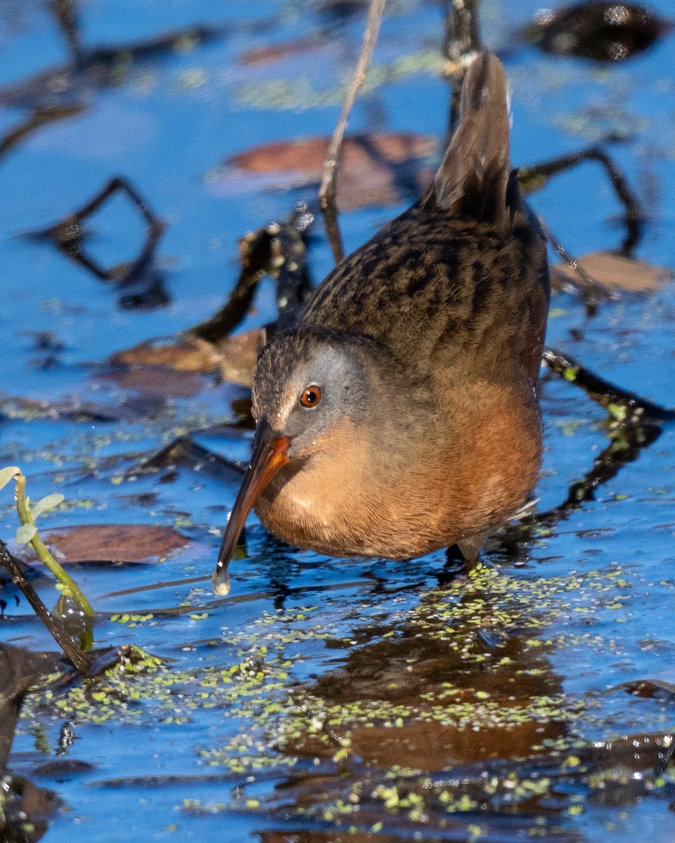Virginia Rail - ML646770801