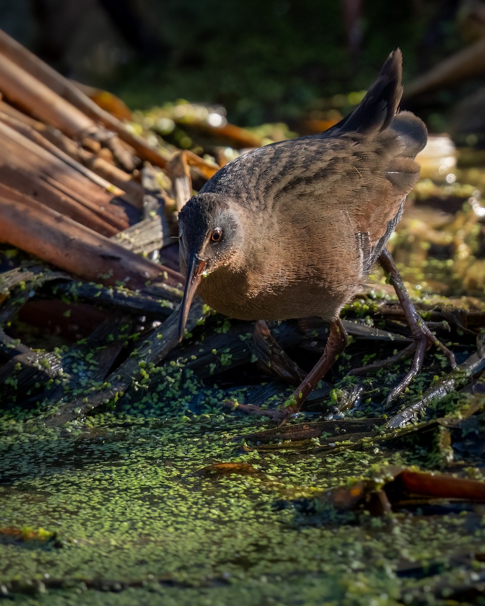 Virginia Rail - ML646770802