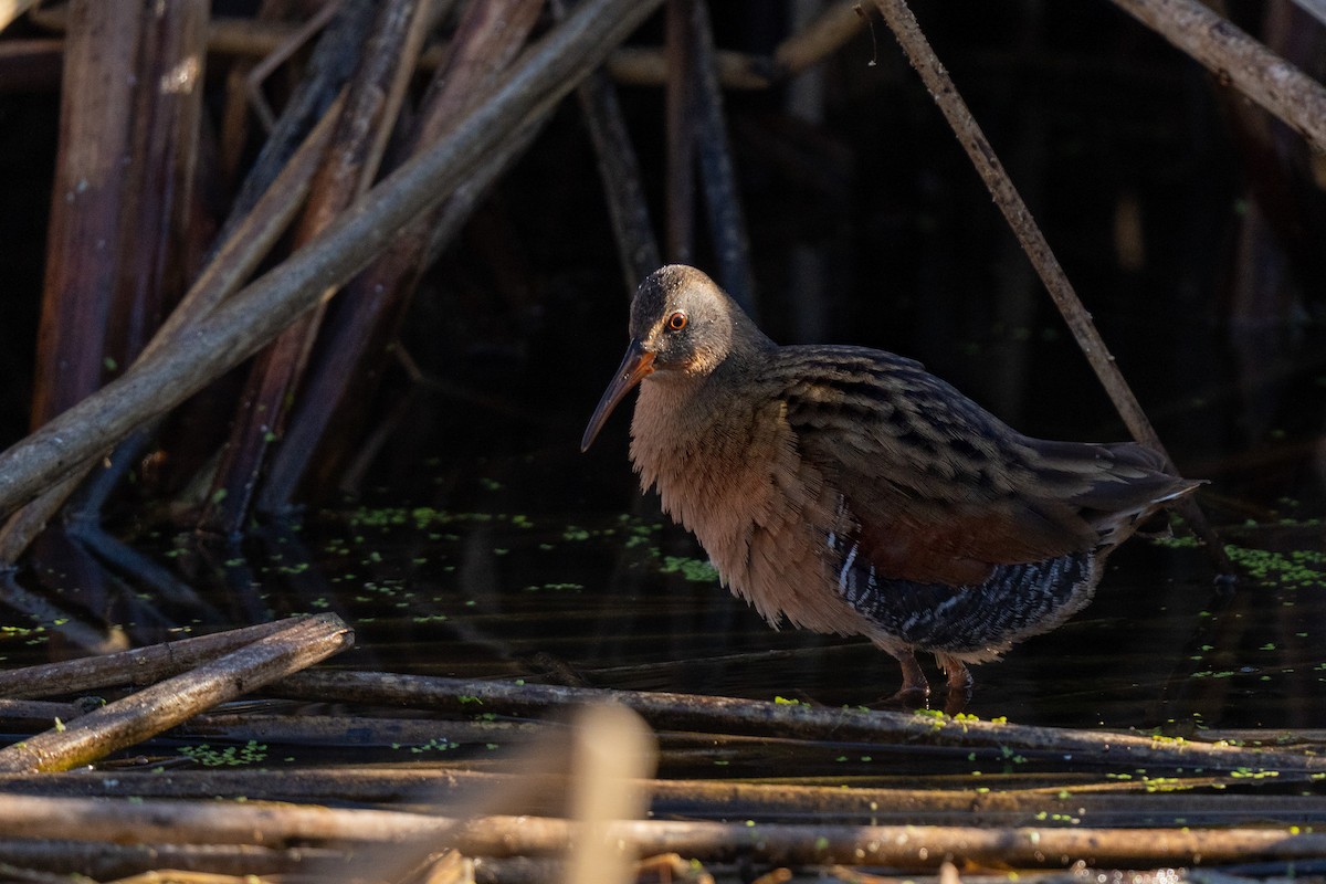 Virginia Rail - ML646770803