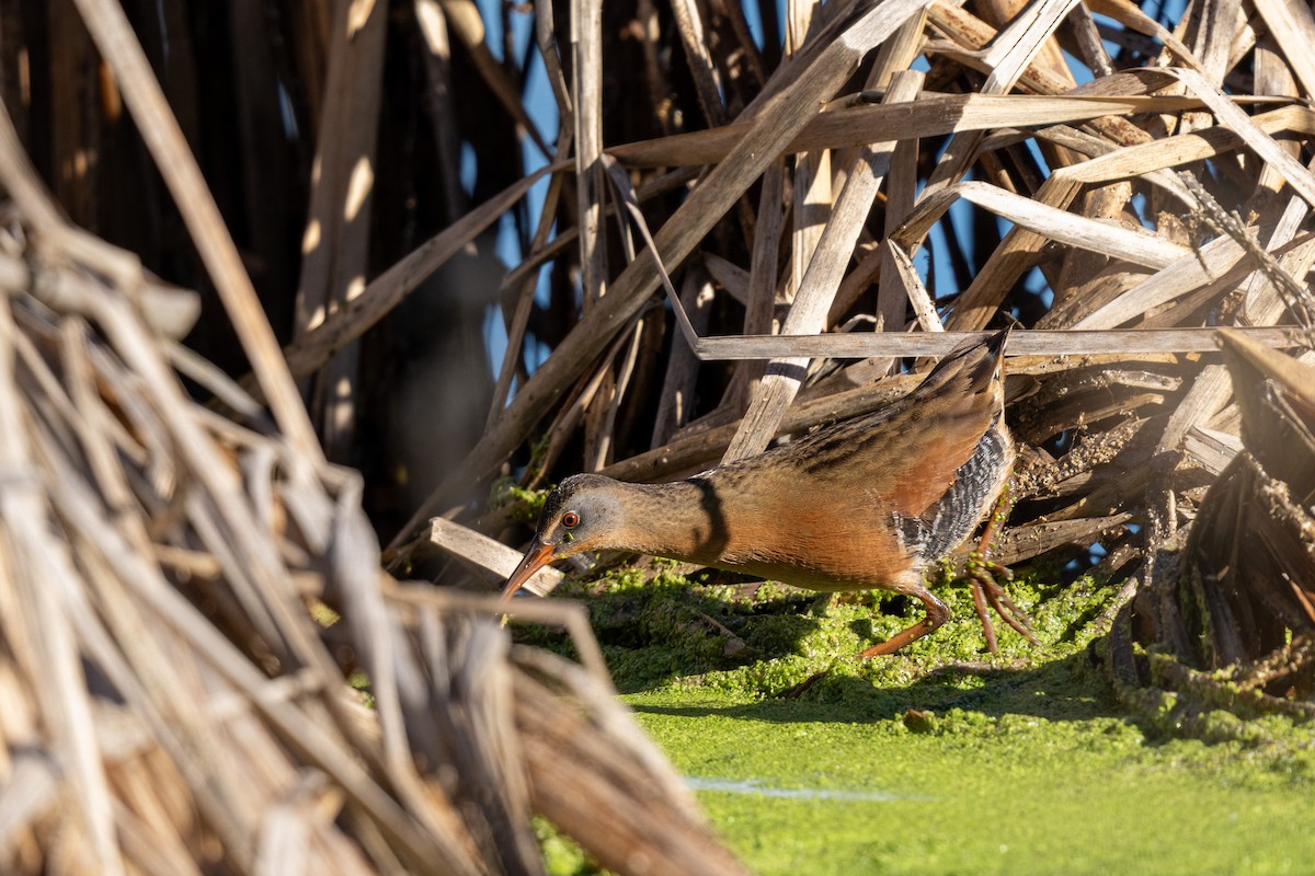 Virginia Rail - ML646770804