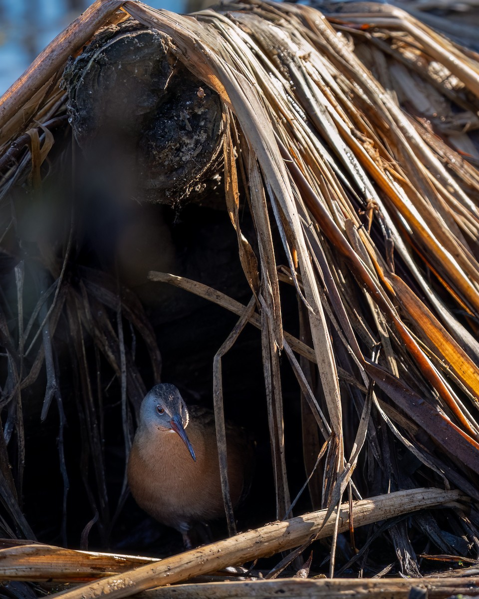 Virginia Rail - ML646770805