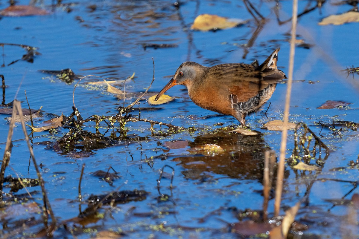 Virginia Rail - ML646770806