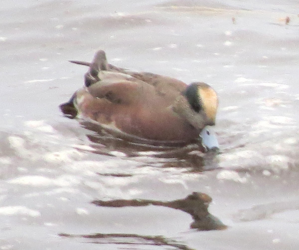 Fischione americano - ML646770807