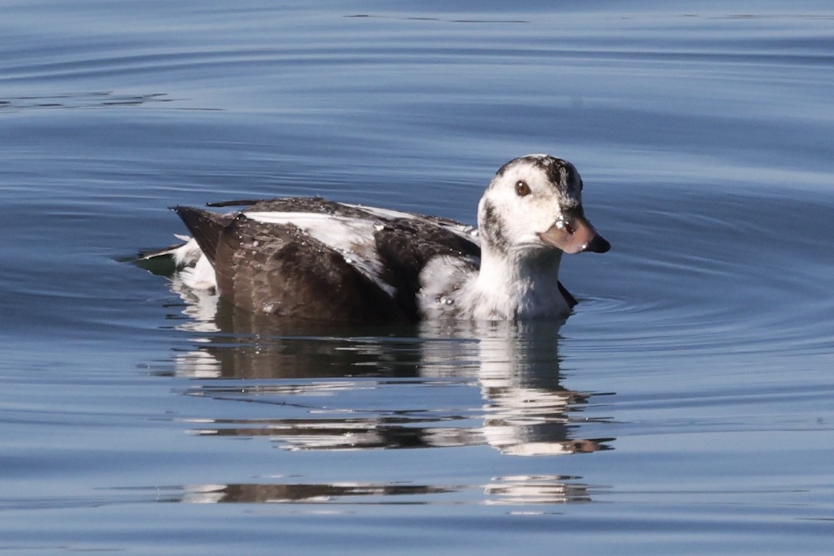 Eisente - ML646770808