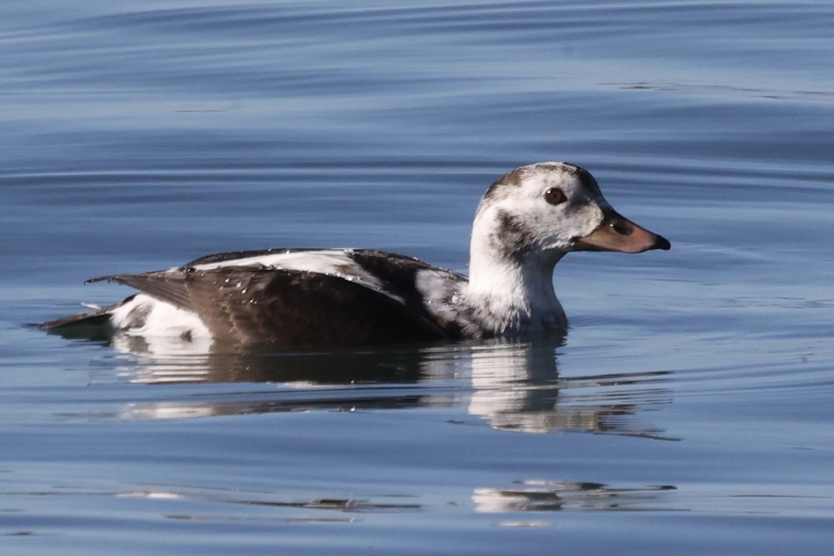 Eisente - ML646770809