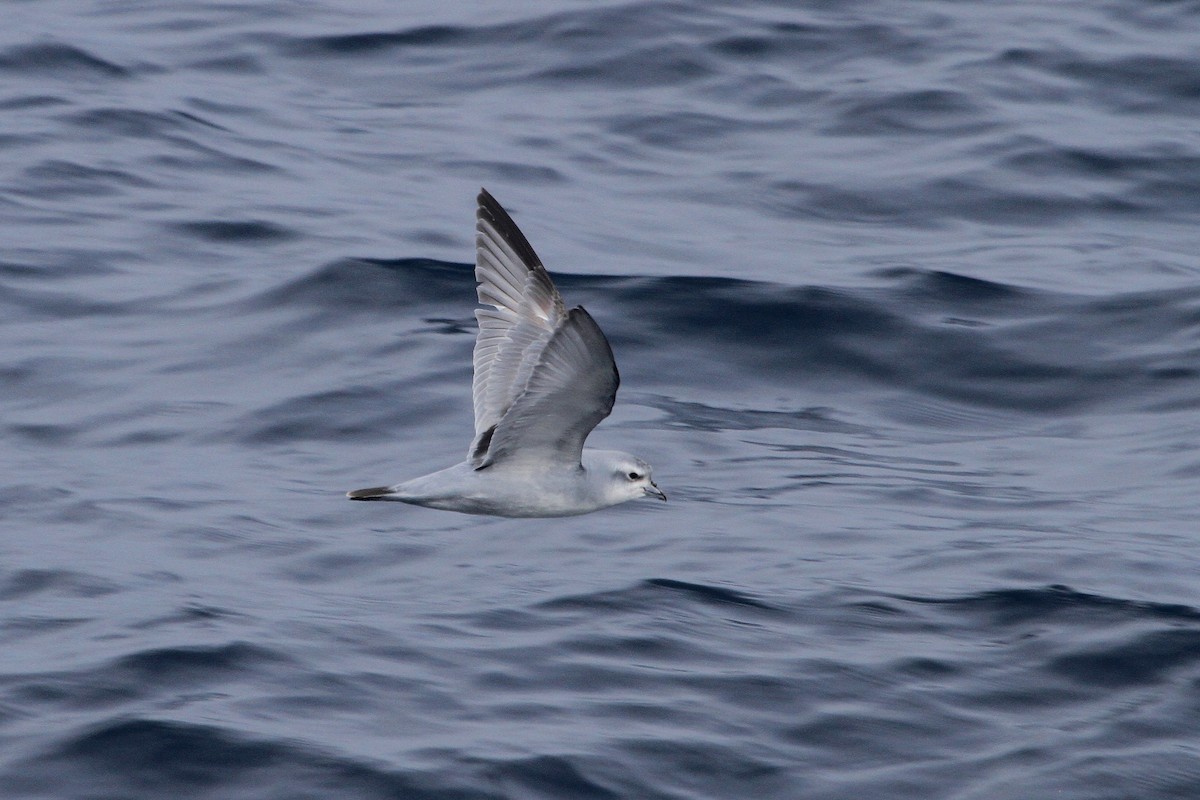 Fulmar Prion - Stephen Gast