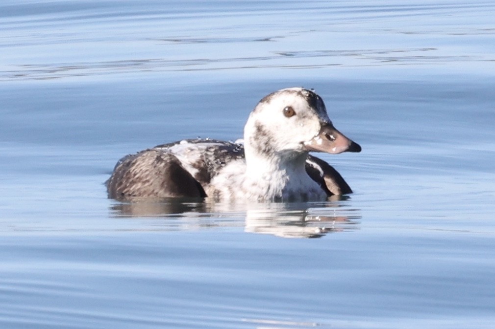 Eisente - ML646770810