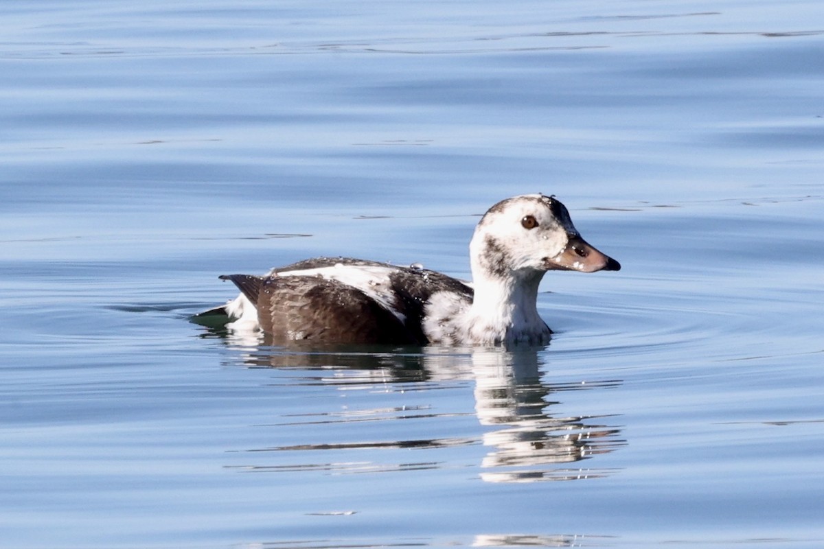 Eisente - ML646770811