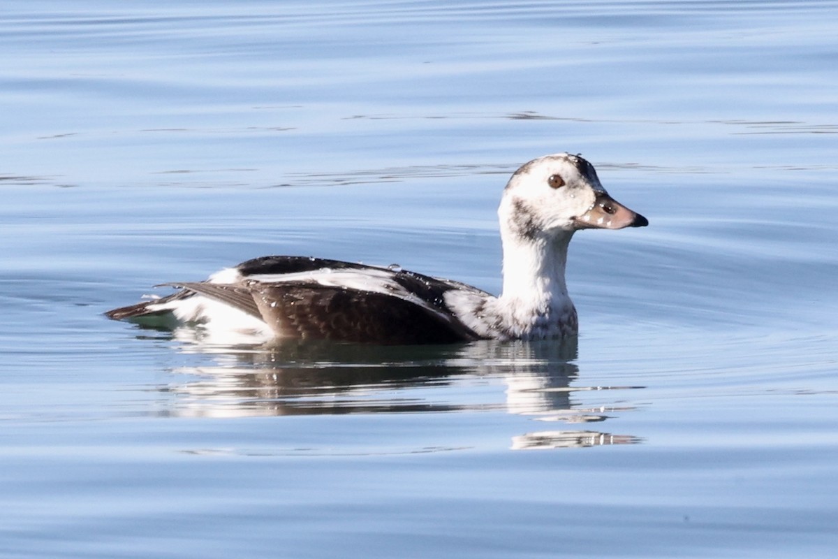 Eisente - ML646770812