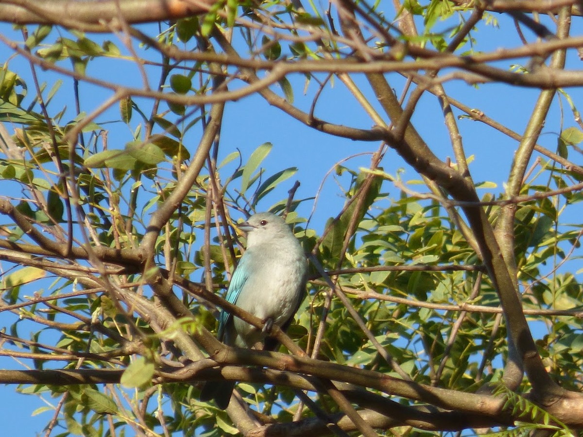 Sayaca Tanager - ML646770813