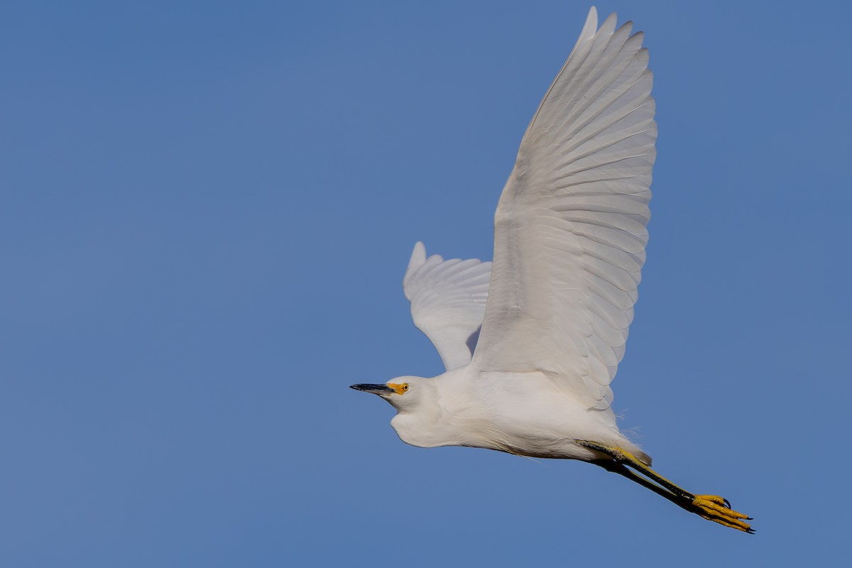Snowy Egret - ML646770814