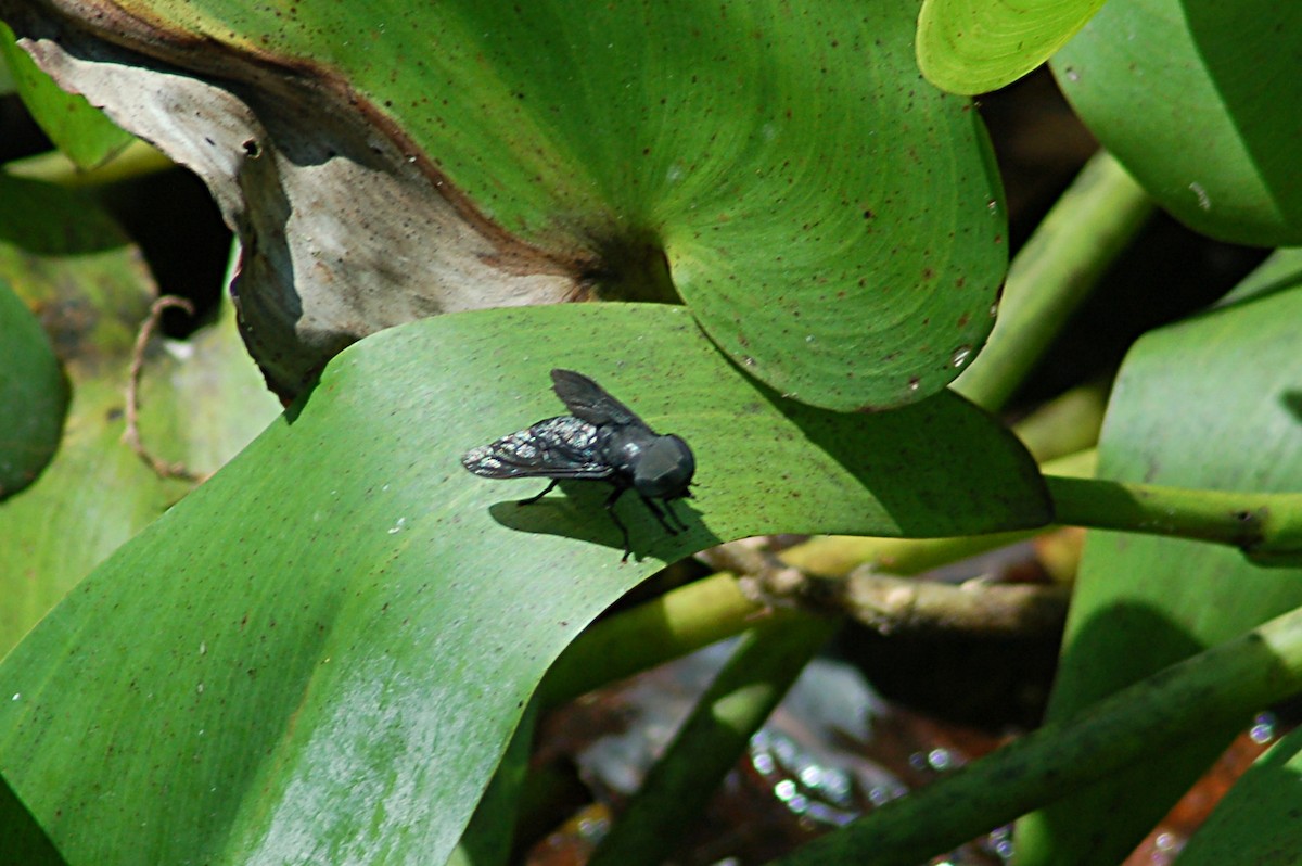 Black Horsefly - ML646770816