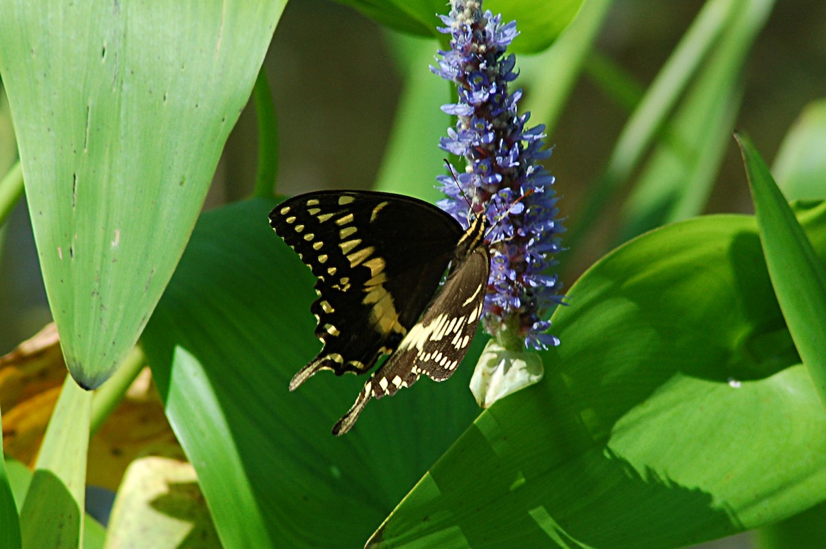 Palamedes Swallowtail - ML646770817