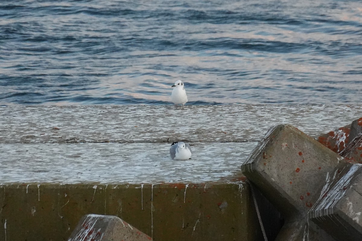 Black-legged Kittiwake (Pacific) - ML646770818
