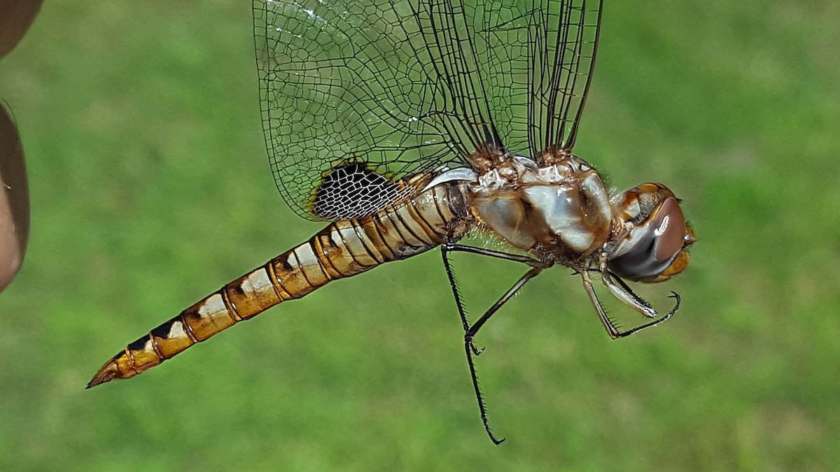 Spot-winged Glider - ML646770819