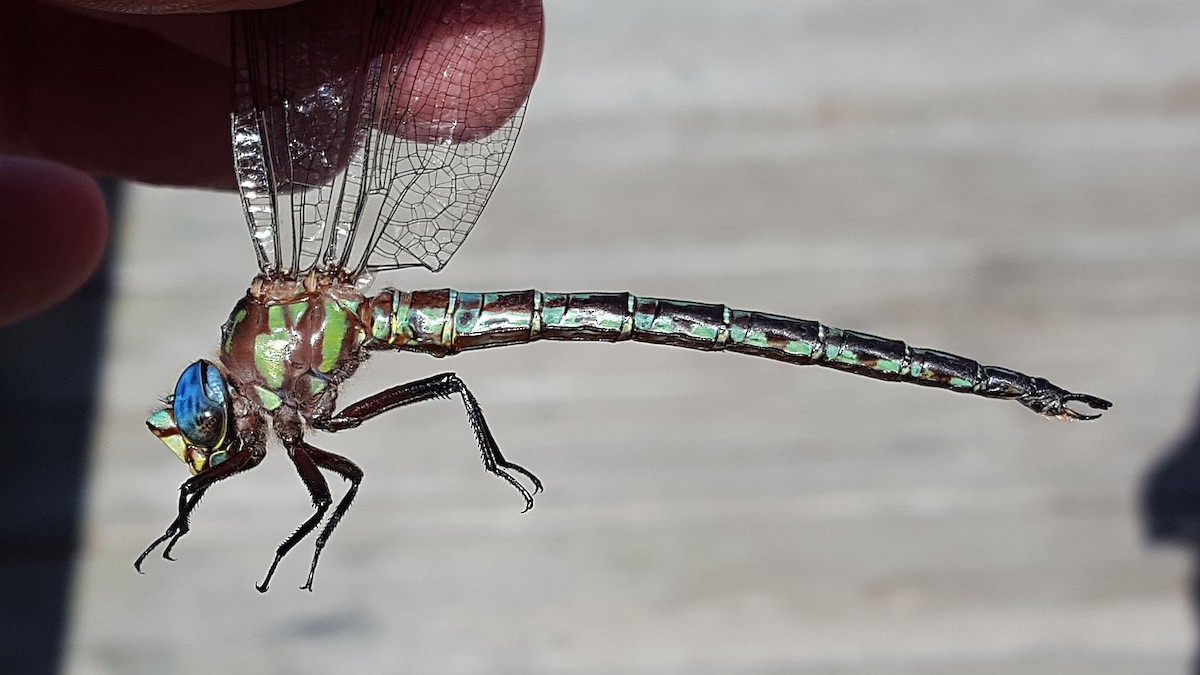 Cyrano Darner - ML646770820