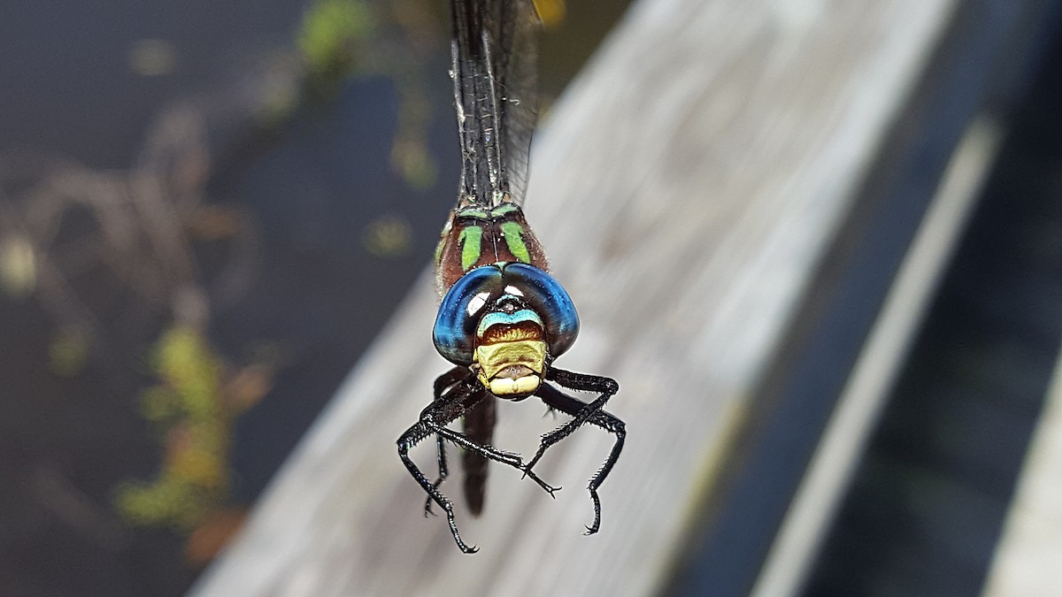 Insects - ML646770821